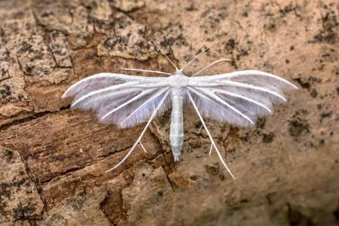 White plume moth Stock Photos