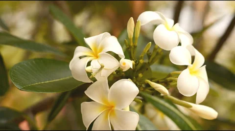 White Plumeria flower Stock Footage 37192536