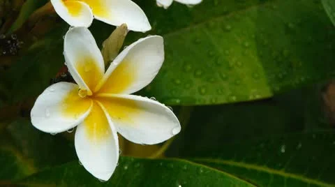 White plumeria Stock Footage 10790187