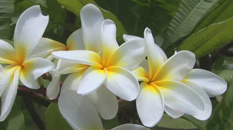 White Plumeria Stock-Footage 32202692