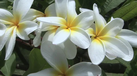 White Plumeria Stock Footage 32241653