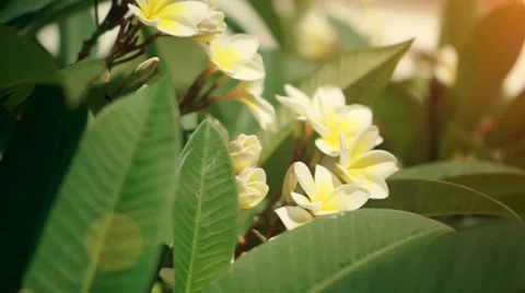 White Plumeria Stock Footage 54673079