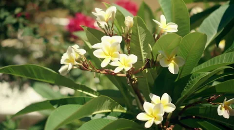 White Plumeria Video stock 54673173