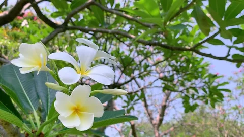 White plumeria 스톡 동영상 130368088