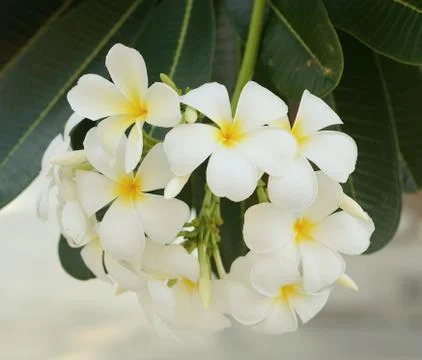 White Plumerias flower tree Foto stock