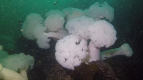 White plumose aggregation Stock Footage 88119511