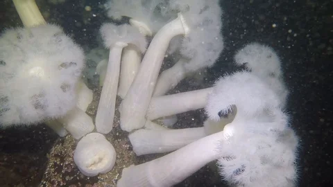 White plumose anemone aggregation Stock Footage 88119381
