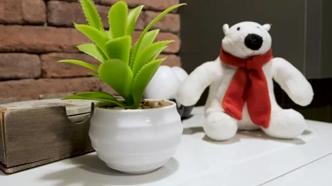 White plush bear with red scarf and green succulent plant in the pot, room decor Vidéo 256487447