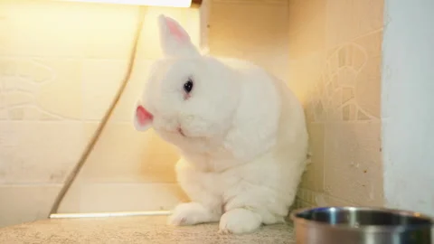 White plush cute fluffy rabbit washes his face with his paws Video stock 330497700