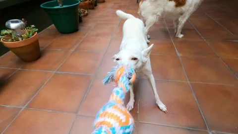 White Podenco Dog Pulling Colorful Rope Toy During Energetic Indoor Play Stock Footage 342789602