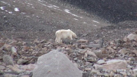 White polar bear on desolate ice of tundra in Svalbard. Stock Footage