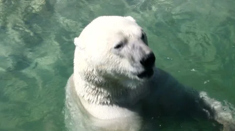 White polar bear drinking water 스톡 동영상 7761828