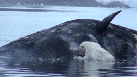 White Polar Bear eats dead whale in water near rocky shore of Svalbard. Stock-Footage 73764863