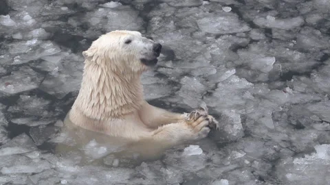 White polar bear eats fish in cold water with ice Video stock 145770961