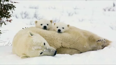 White polar bear with its cubs Stock-Footage 191856502