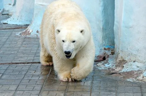 White polar bear Stock Photos
