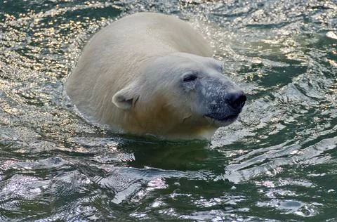 White polar bear Stock Photos