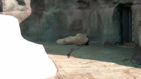 A white polar bear is seen lying on its back in the shade, rubbing against the Stock Footage 240580772