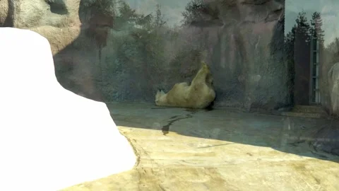 A white polar bear is seen lying on its back in the shade, rubbing against the Stock Footage 240581009