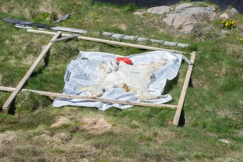 White polar bear skin drying on ground for use as warmth for natives Stock Photos