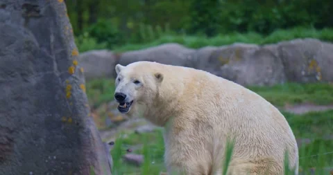 White polar bear, wildlife creature animal beast 動画素材 334299844