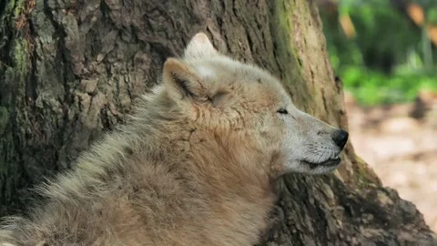 White polar wolf looks in different directions, slow motion Stock Footage 299412147