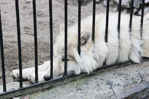 White polar wolves Forest wolves or gray wolves, forest wolf pack, Close-up of a Stock Photos