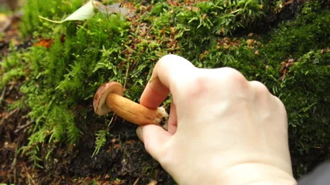 White polish mushroom Stock Footage 147937744