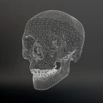 White polygonal skull on white studio background Stock Illustration