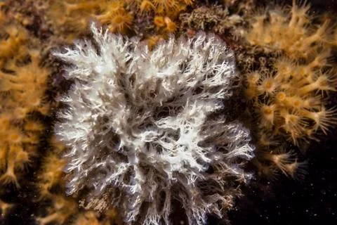 White polyps in the reef Stock Photos