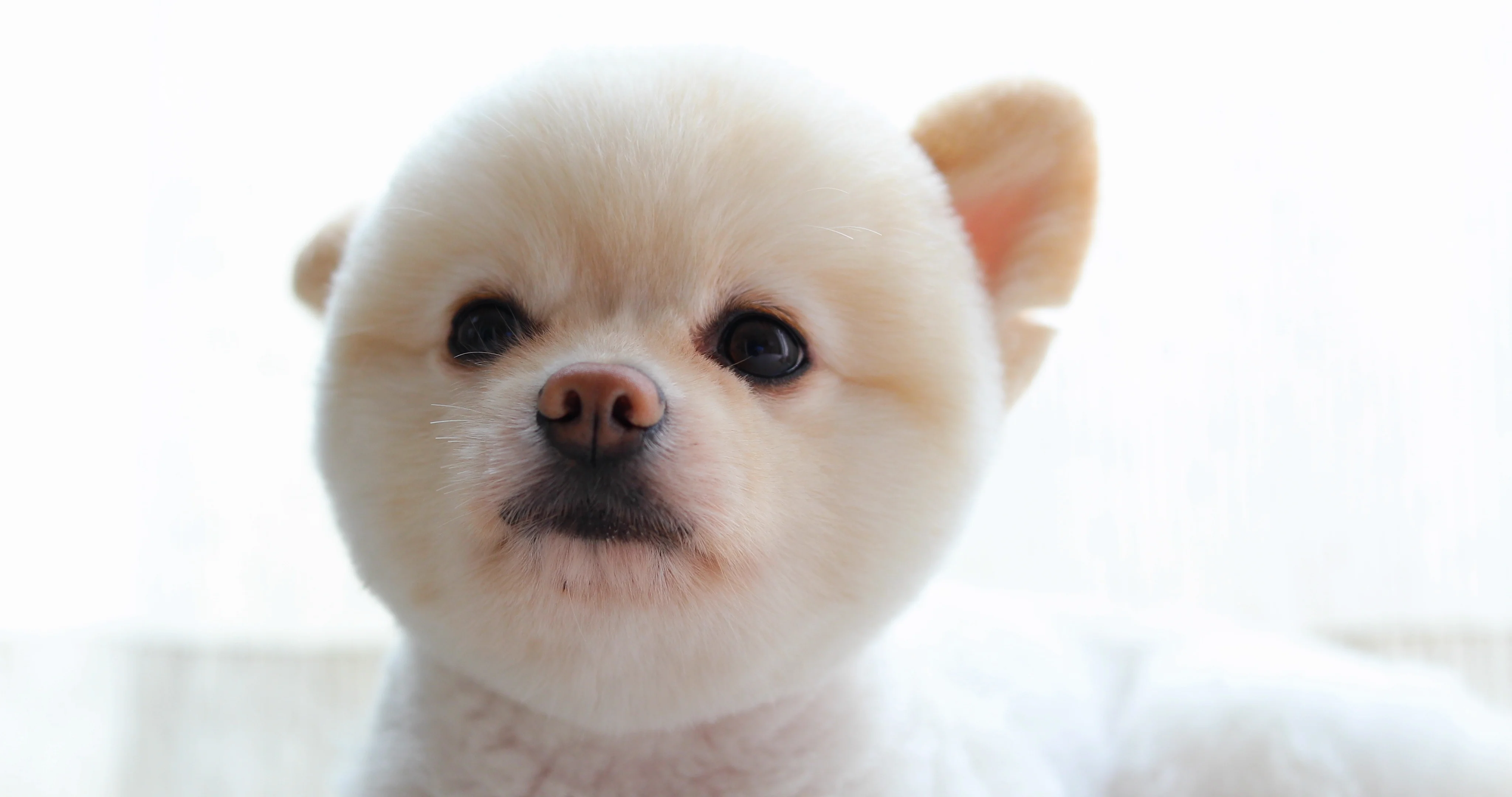 cute dog face
