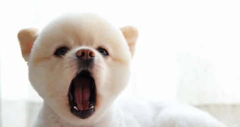 white pomeranian dog cute pet, close-up ... | Stock Video | Pond5