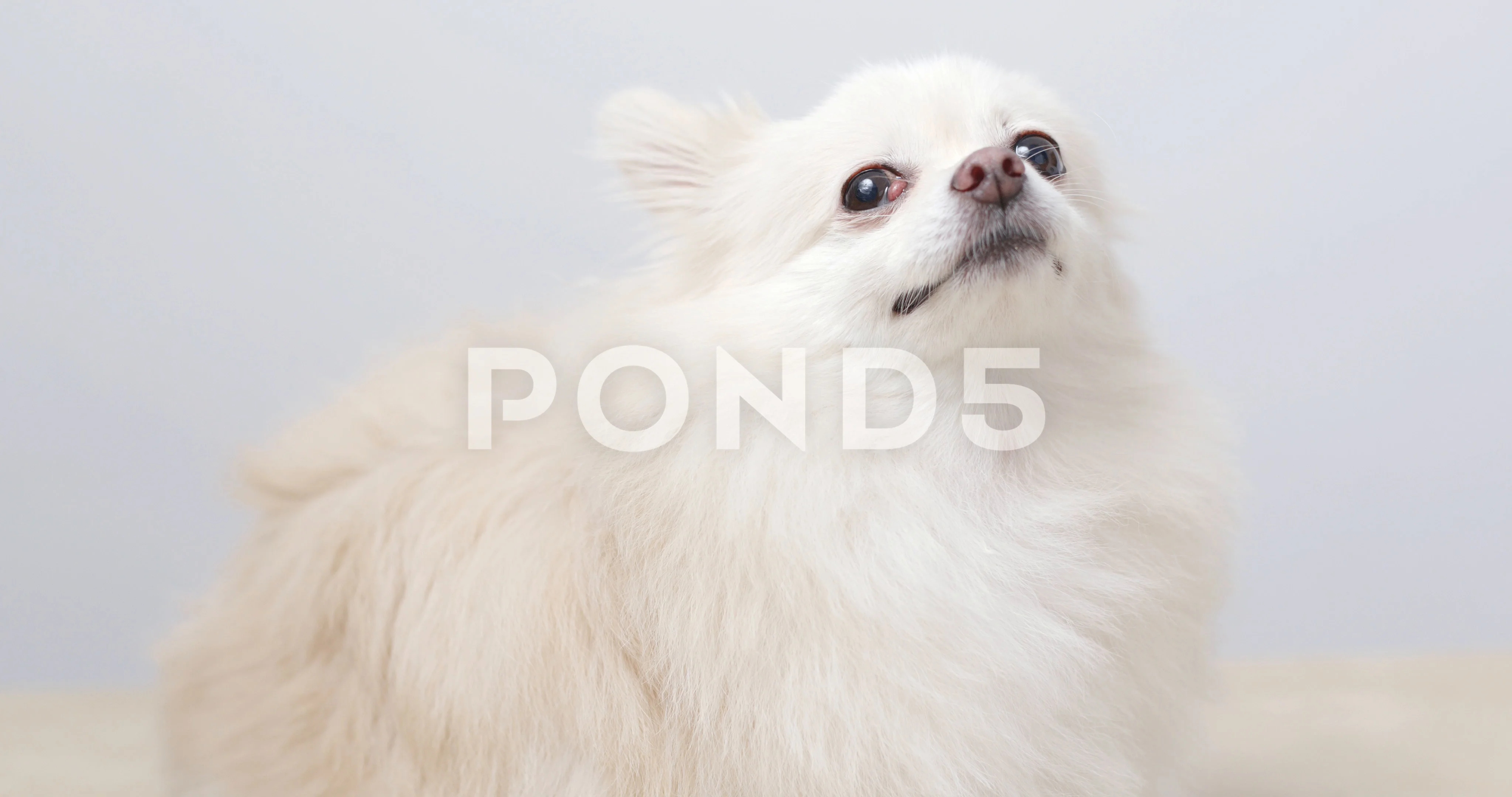 why do pomeranians like to lick