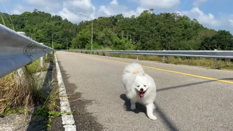White Pomeranian dog running on empty road asphalt sunny day outdoor blue sky Stock Footage 292207192
