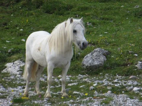 White Ponny Stock Photos