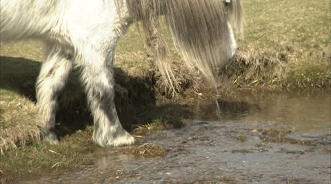 White pony drinks and eats grass Video stock 8831639