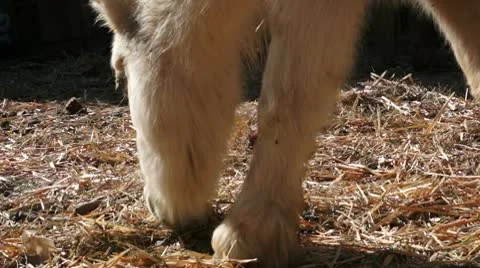 White Pony Eating Video stock 10583535