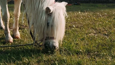White pony eats green grass in the meadow. Beautiful mane in a little white pony Stock Footage 132224235