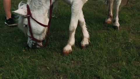 White pony eats green grass in the meadow. Beautiful mane in a little white pony Stock Footage 132226907
