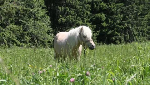 White Pony Video stock 11226922