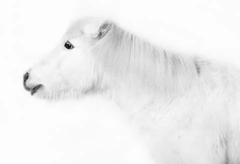 White pony in front of a white background Stock Photos