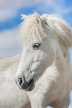 White pony horse with beautiful mane in nature Stock Photos