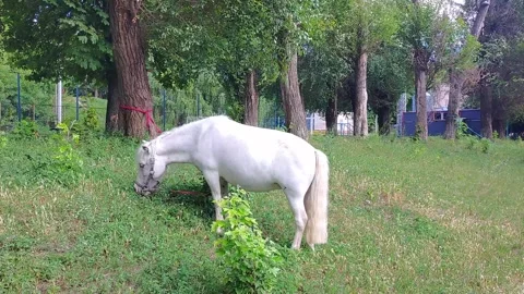 A white pony with a long tail grazing near a tree in a grassy area. Concept.. Stock Footage 279056767