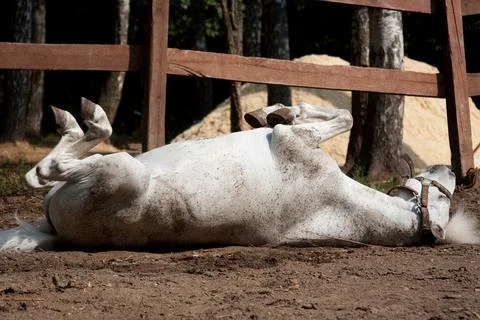 White pony lying on the ground in a paddock in the summer Foto stock