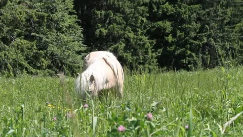 White Pony on meadow Stock-Footage 11227027