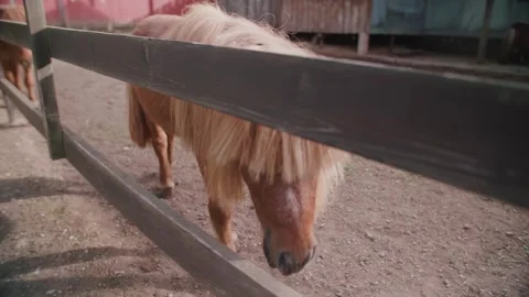 A White Pony Peeks Out From Behind a Fence Vídeos de archivo 308149031