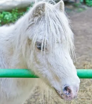 White pony Stock Photos