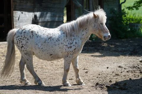 White Pony Stock Photos
