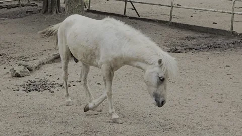 White Pony Resting and Galloping in its Enclosure in Melaka Malaysia Vidéo 278148601