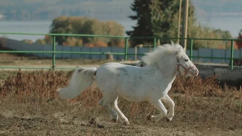 White pony rides in the pen Stock Footage 99802016